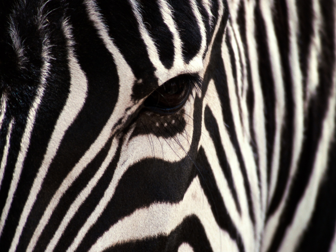 Fondo de pantalla Zebra 1152x864