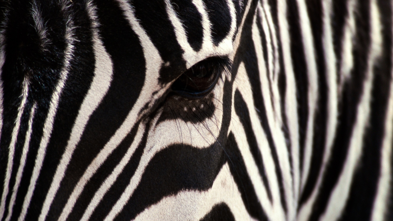 Das Zebra Wallpaper 1280x720