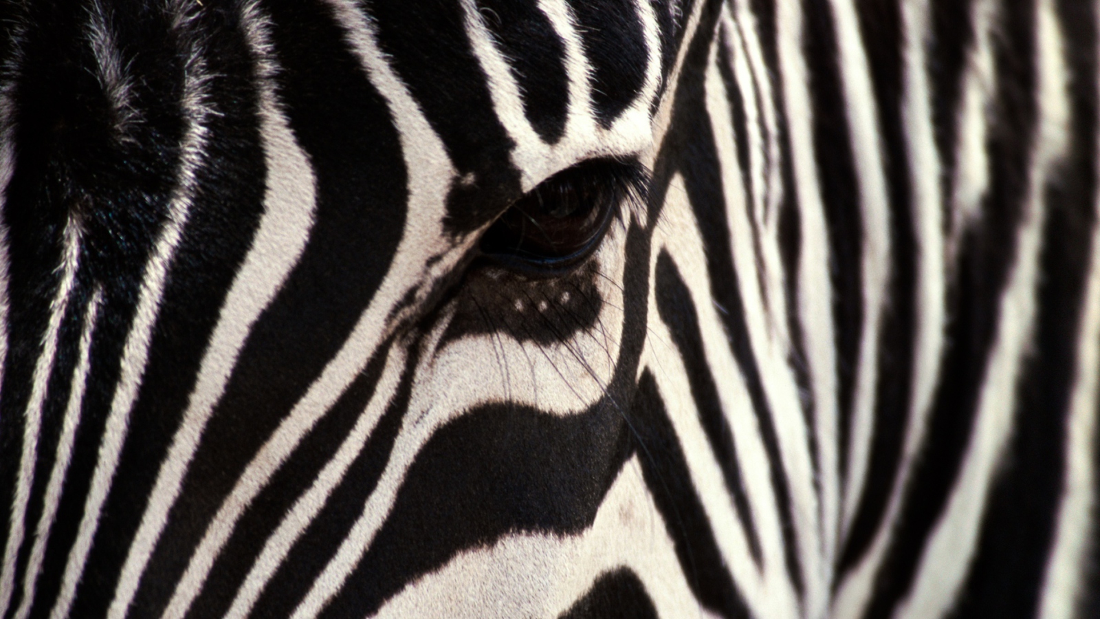 Screenshot №1 pro téma Zebra 1600x900