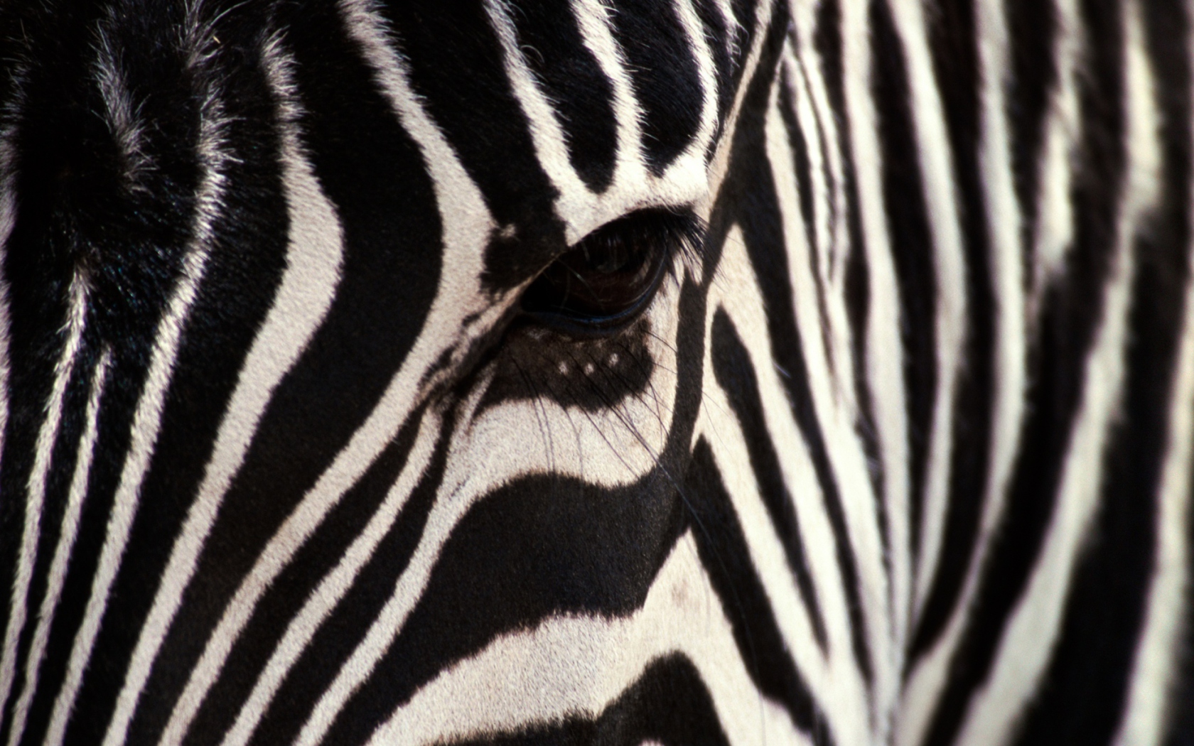 Screenshot №1 pro téma Zebra 1680x1050