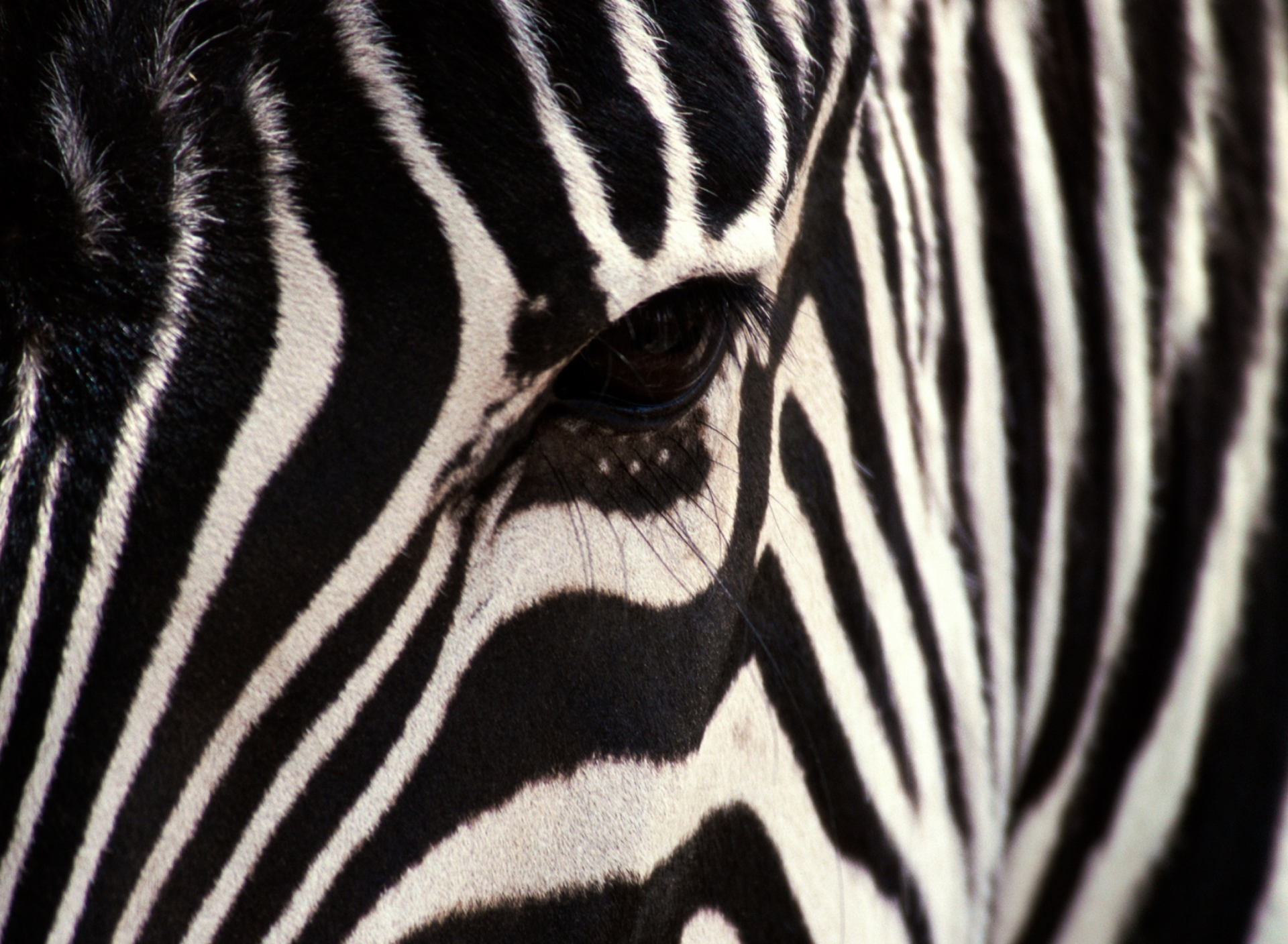 Sfondi Zebra 1920x1408