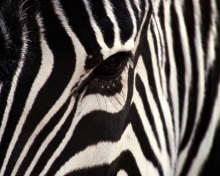 Sfondi Zebra 220x176