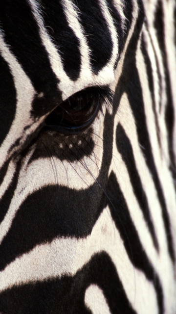 Fondo de pantalla Zebra 360x640