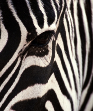 Zebra - Fondos de pantalla gratis para Nokia C2-01