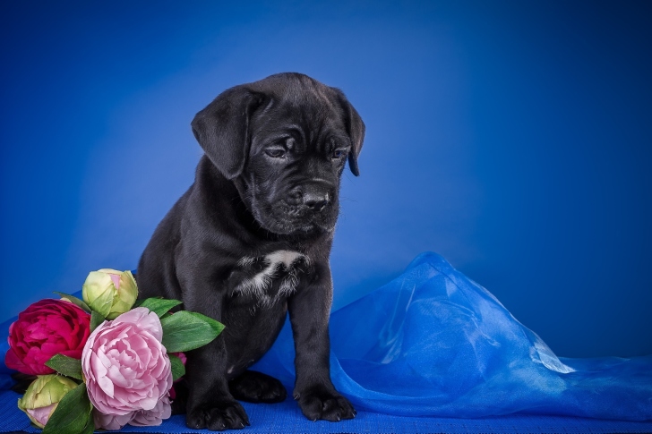 Обои Cane Corso Puppy