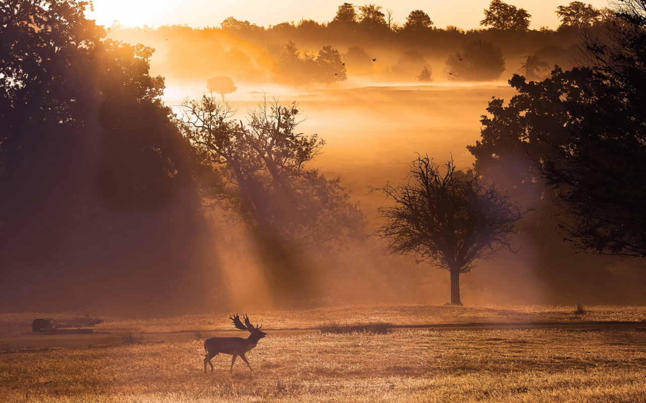 Deer At Meadow In Sunlights wallpaper 1280x800