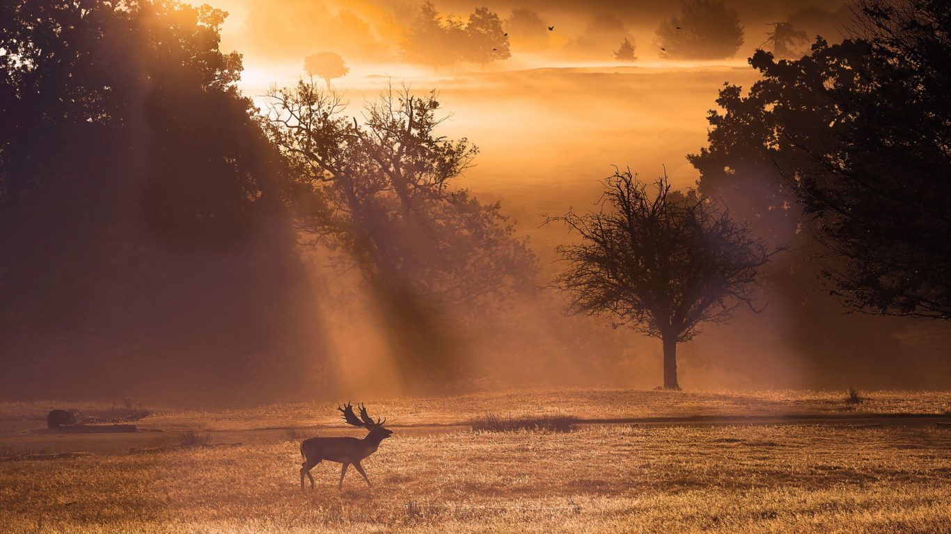 Deer At Meadow In Sunlights wallpaper 1366x768