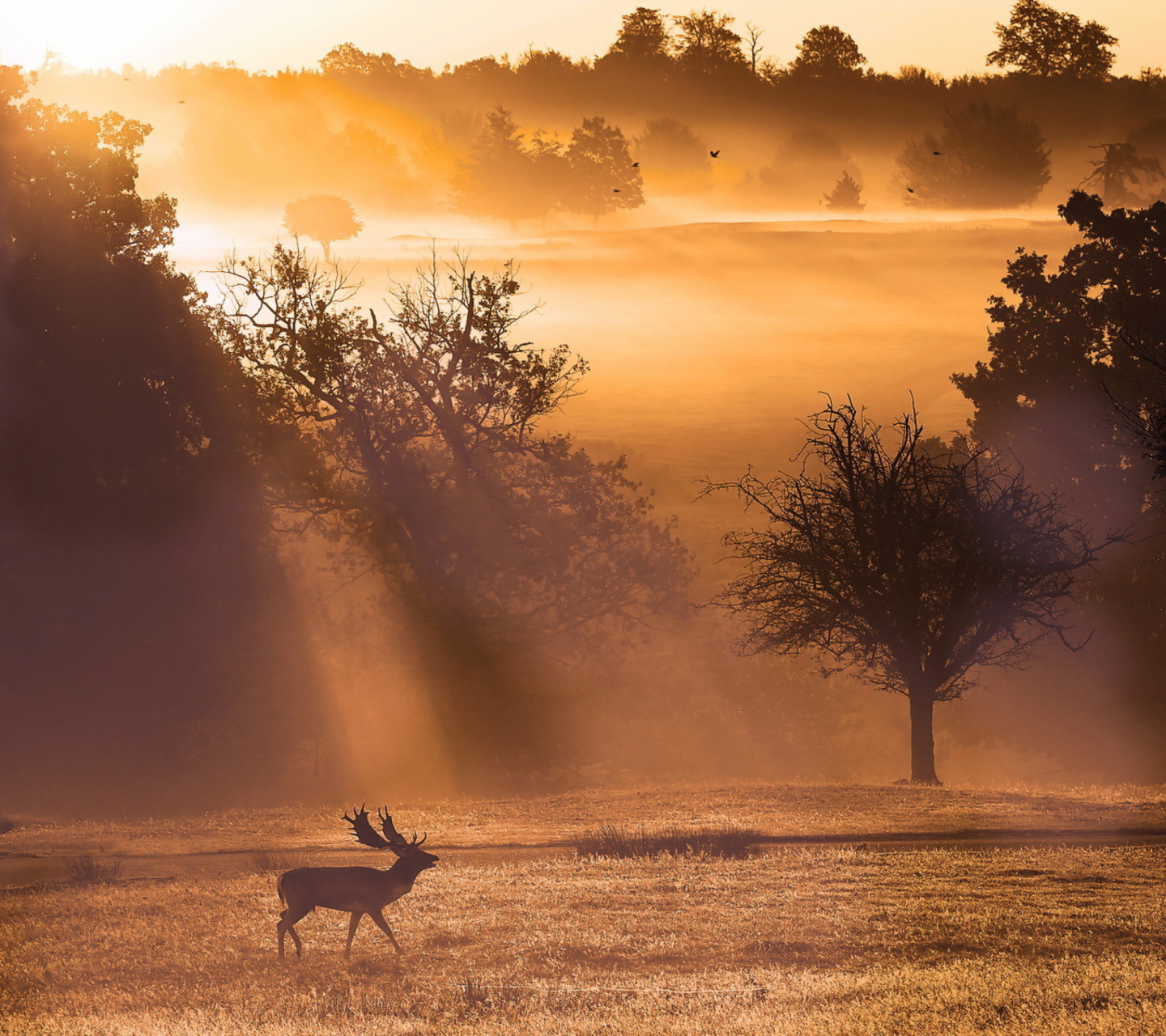 Das Deer At Meadow In Sunlights Wallpaper 1440x1280