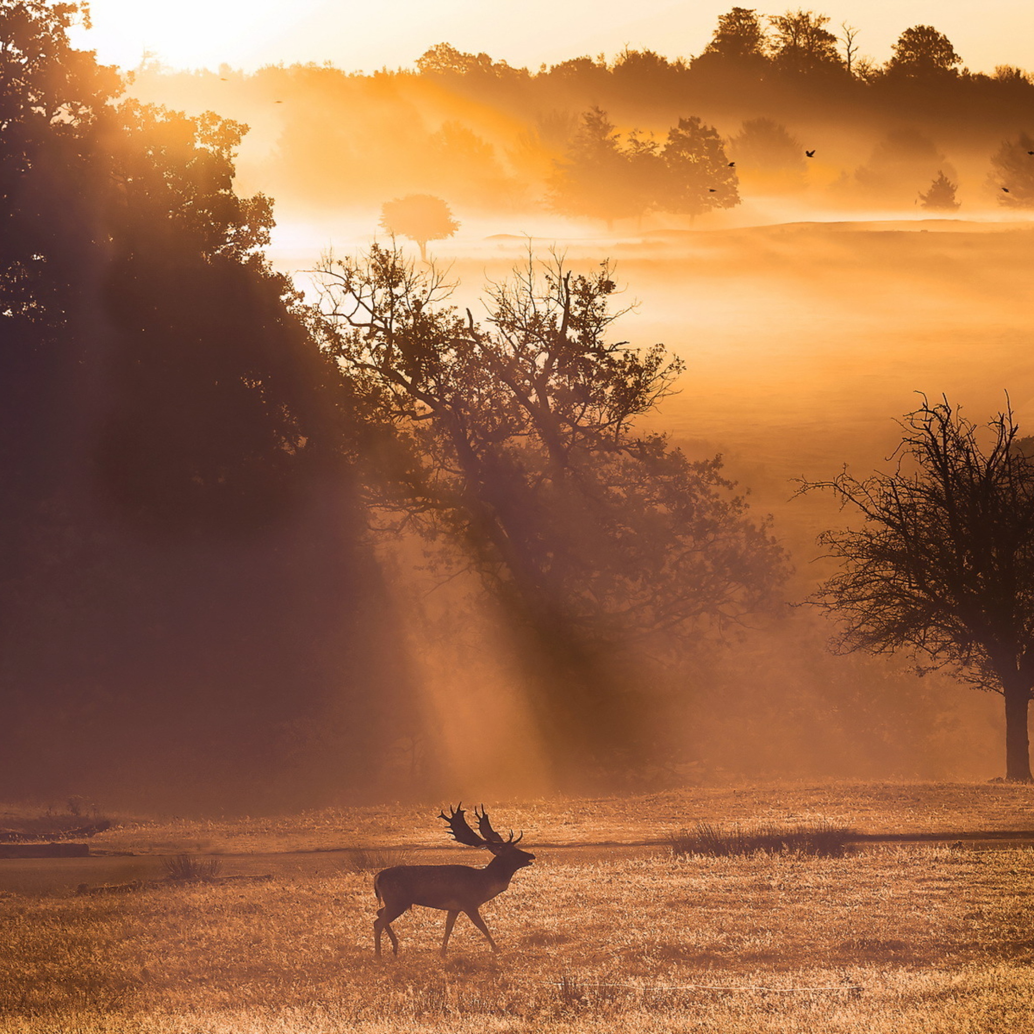Deer At Meadow In Sunlights wallpaper 2048x2048