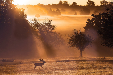 Deer At Meadow In Sunlights wallpaper 480x320
