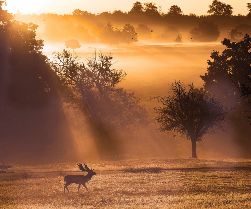 Deer At Meadow In Sunlights wallpaper 960x800