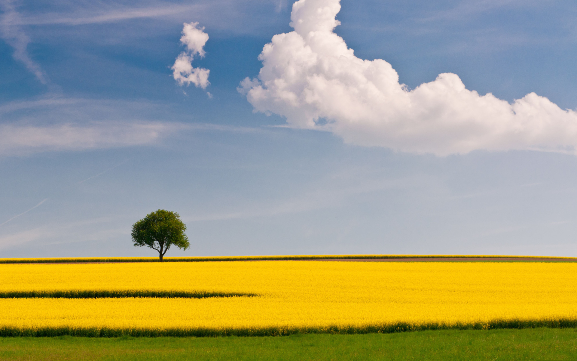 Обои Tree In Field 1920x1200