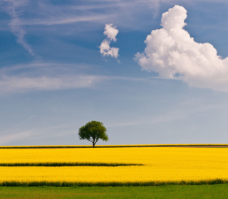 Tree In Field - Obrázkek zdarma pro 1024x1024