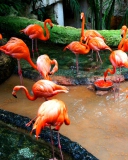 Sfondi Pink Flamingo 128x160