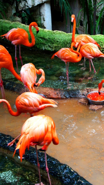 Sfondi Pink Flamingo 360x640