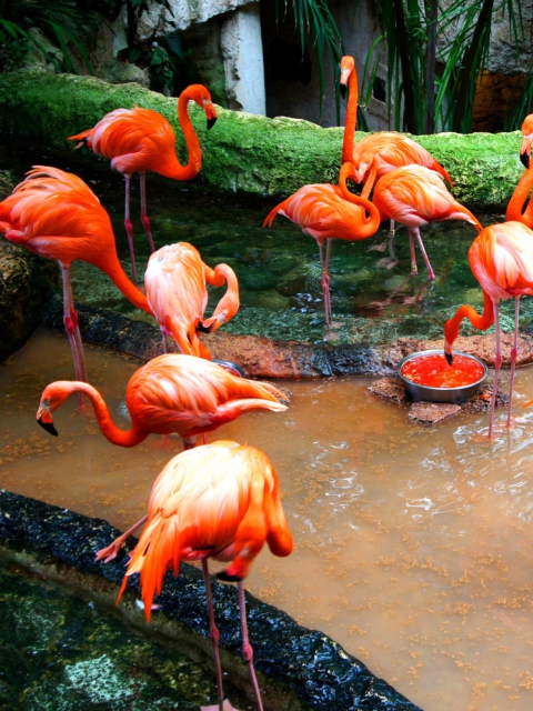 Sfondi Pink Flamingo 480x640