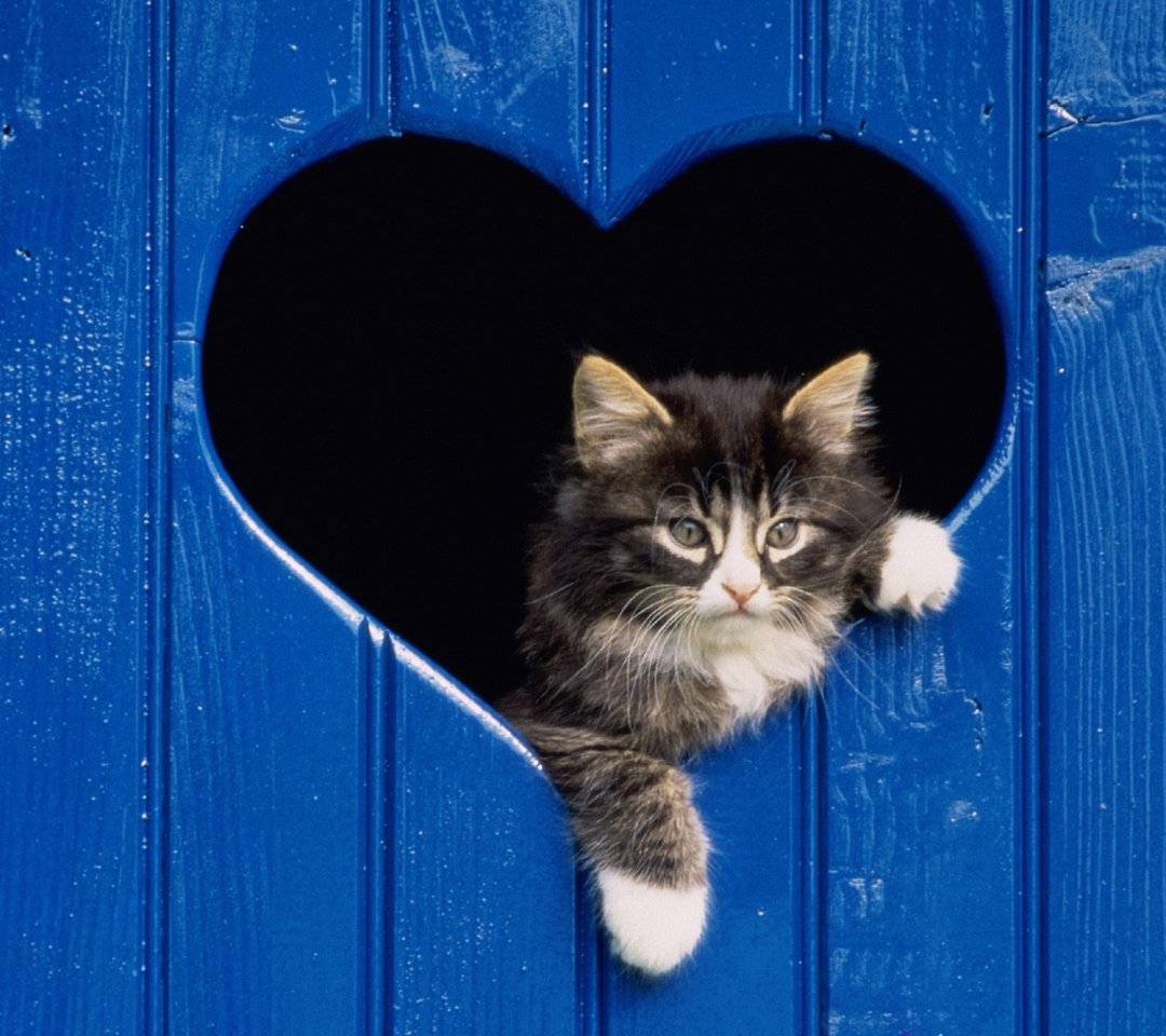 Fondo de pantalla Cat In Heart 1080x960