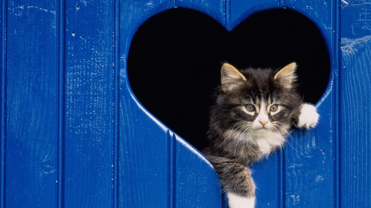 Fondo de pantalla Cat In Heart 1280x720