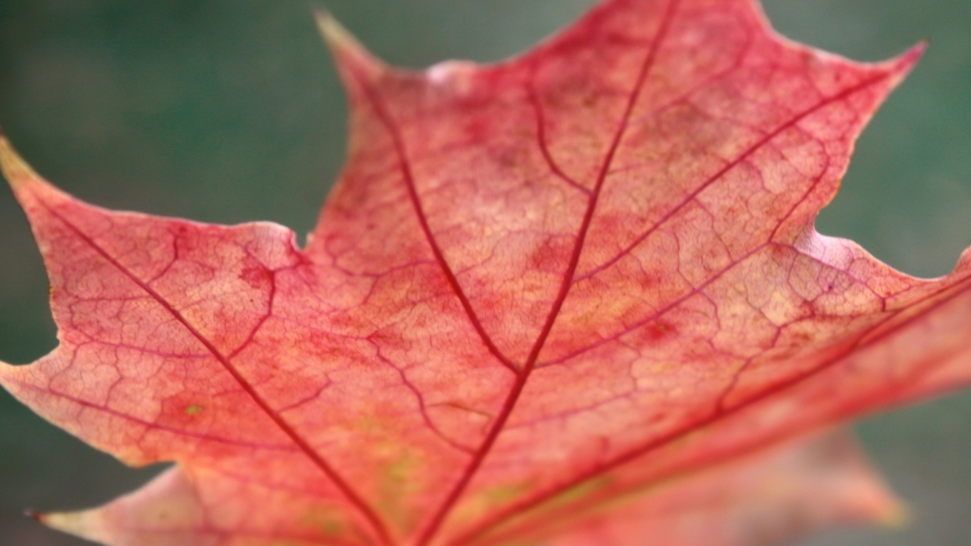 Screenshot №1 pro téma Red Autumn Leaf 1366x768