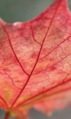 Screenshot №1 pro téma Red Autumn Leaf 240x400