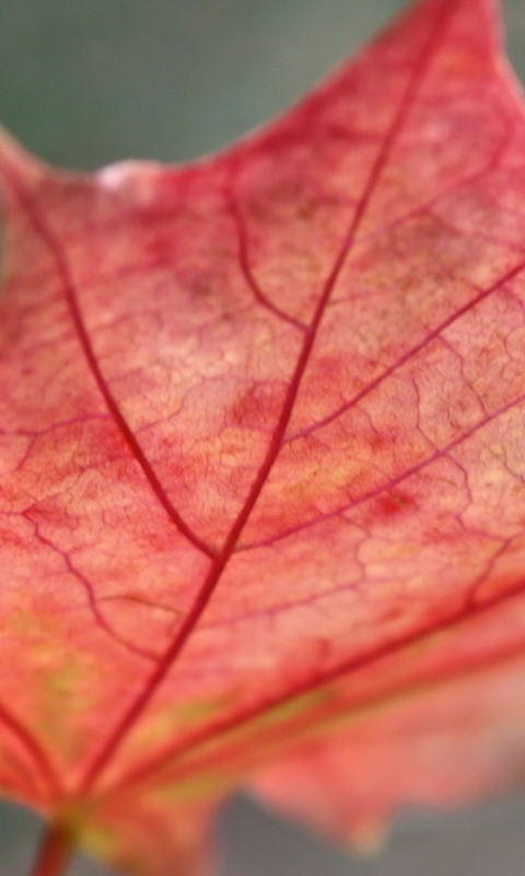 Screenshot №1 pro téma Red Autumn Leaf 480x800
