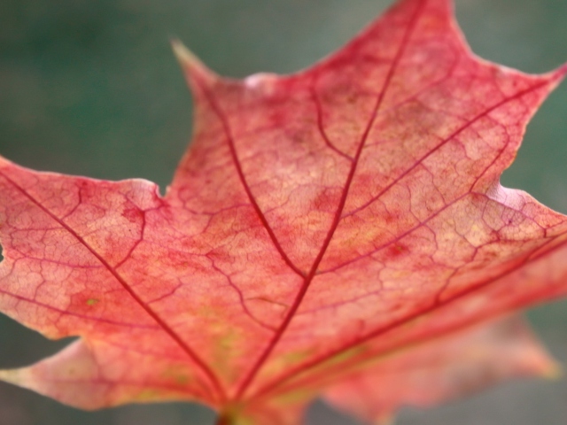 Das Red Autumn Leaf Wallpaper 640x480