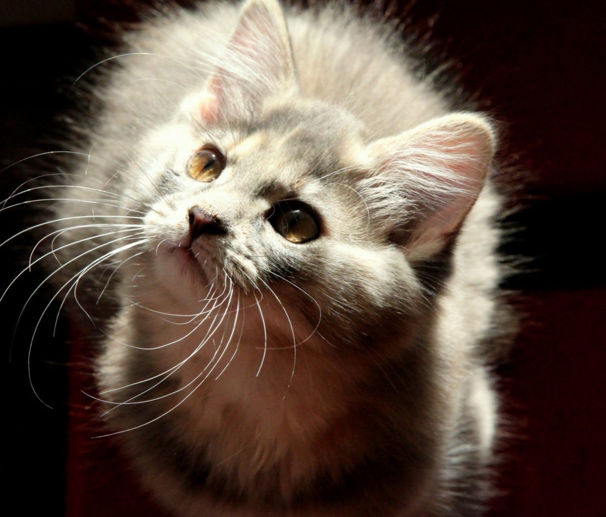 Sfondi Grey Fluffy Cat 1200x1024