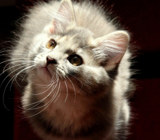 Grey Fluffy Cat - Obrázkek zdarma pro iPad 2