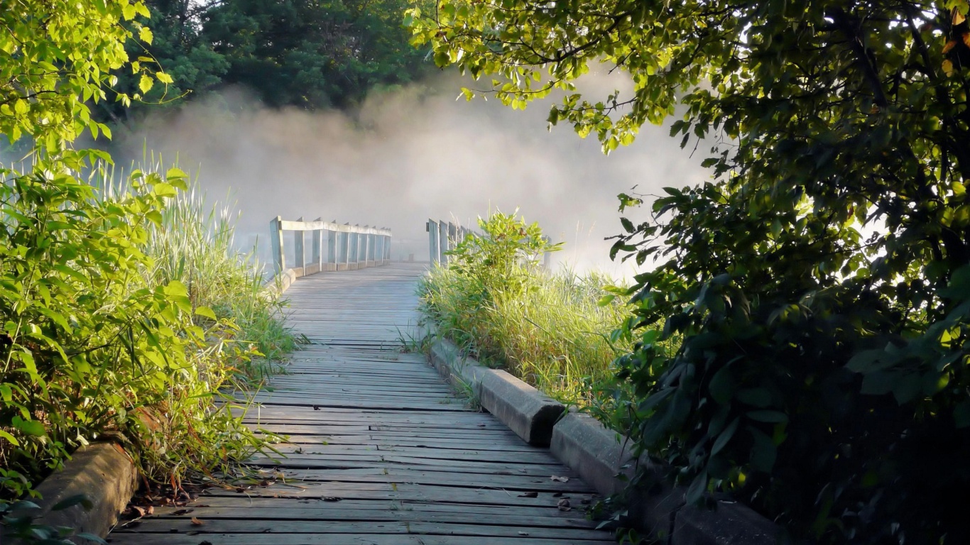 Обои Misty path in park 1366x768