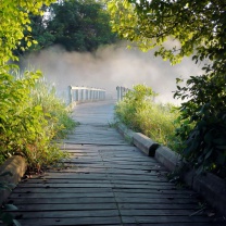 Das Misty path in park Wallpaper 208x208