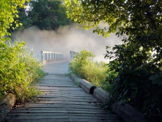 Misty path in park wallpaper 320x240
