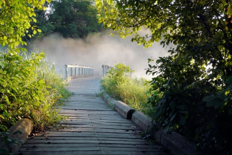 Das Misty path in park Wallpaper 480x320