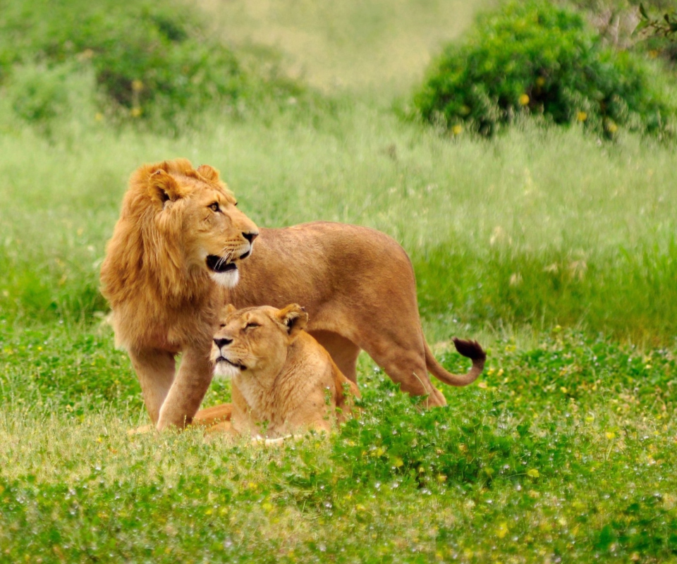 Lion Couple wallpaper 960x800