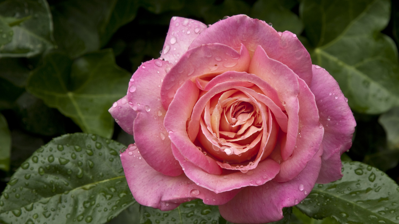 Fondo de pantalla Morning Dew Drops On Pink Petals Of Rose 1280x720