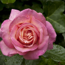 Screenshot №1 pro téma Morning Dew Drops On Pink Petals Of Rose 128x128