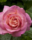 Morning Dew Drops On Pink Petals Of Rose wallpaper 128x160