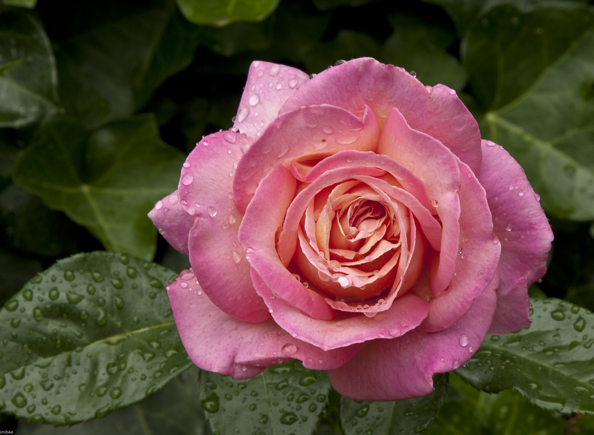 Sfondi Morning Dew Drops On Pink Petals Of Rose 1920x1408
