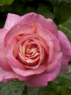 Morning Dew Drops On Pink Petals Of Rose wallpaper 240x320