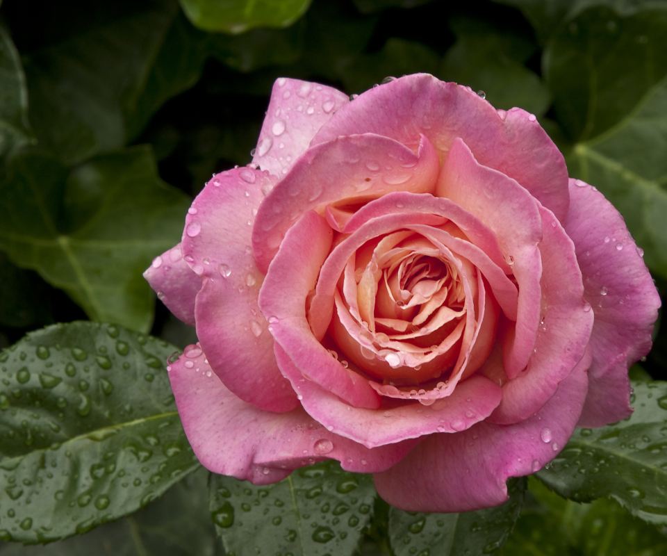 Screenshot №1 pro téma Morning Dew Drops On Pink Petals Of Rose 960x800