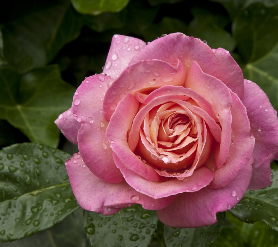 Fondo de pantalla Morning Dew Drops On Pink Petals Of Rose 960x854
