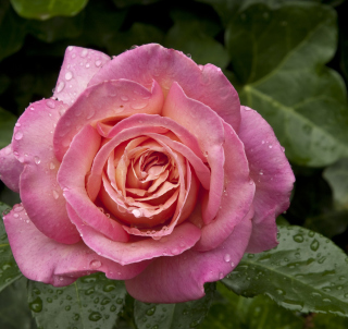 Kostenloses Morning Dew Drops On Pink Petals Of Rose Wallpaper für 2048x2048