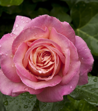 Morning Dew Drops On Pink Petals Of Rose - Obrázkek zdarma pro 132x176