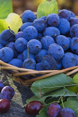 Blueberries screenshot #1 320x480
