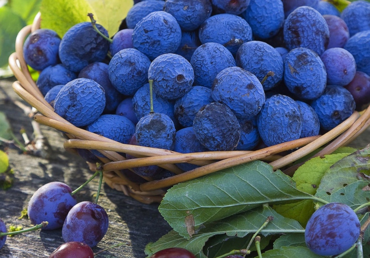 Sfondi Blueberries
