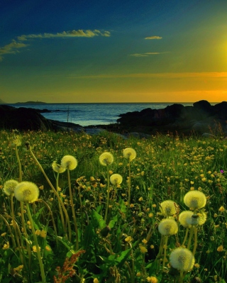 Meadow At Sunset - Obrázkek zdarma pro Nokia X3