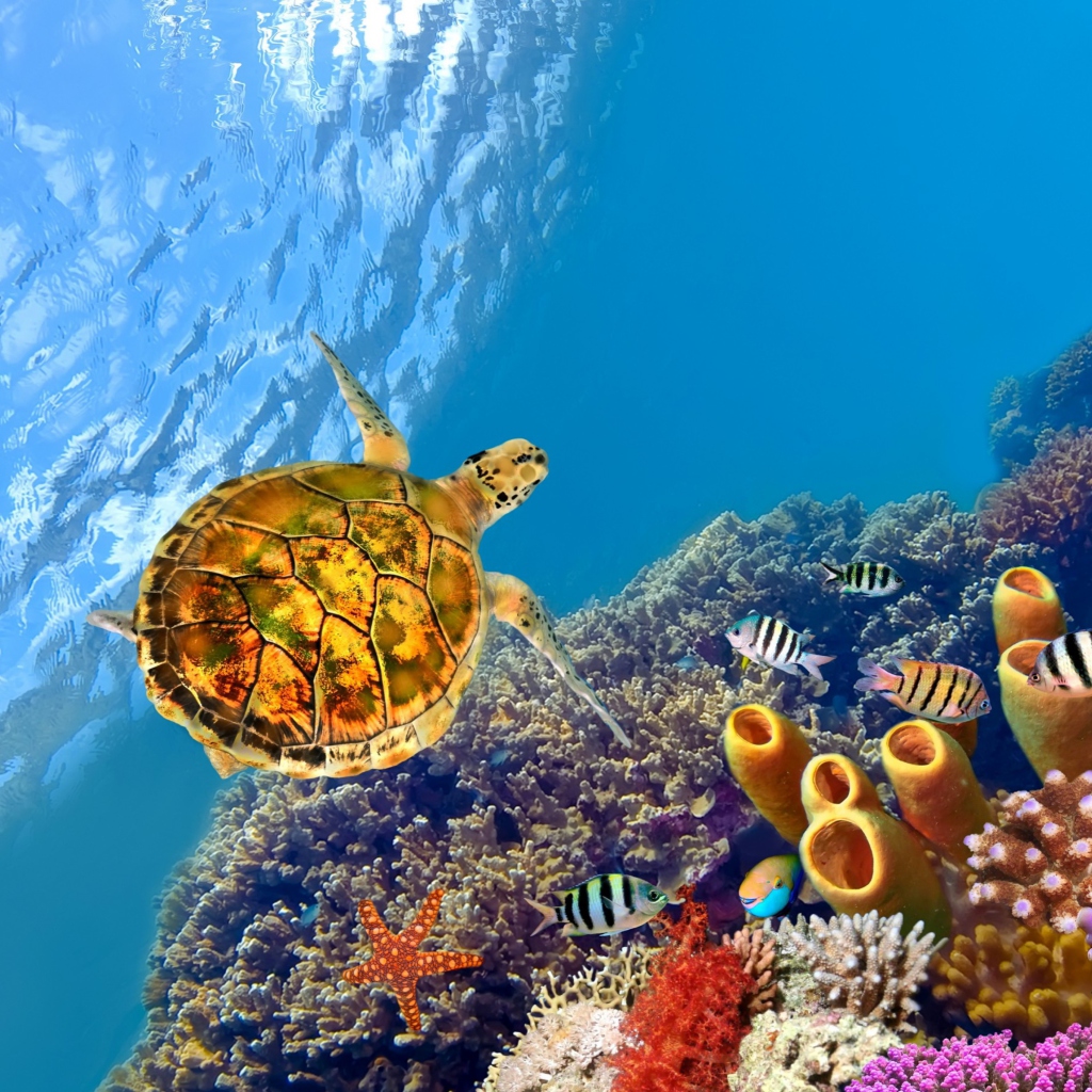 Обои Red Sea Turtle 1024x1024