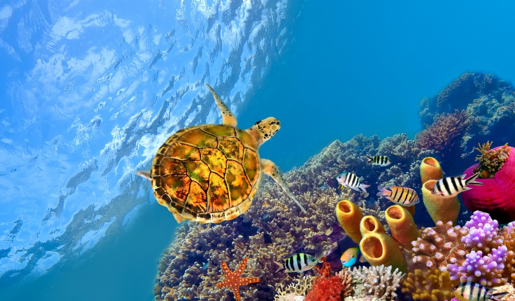 Sfondi Red Sea Turtle 1024x600