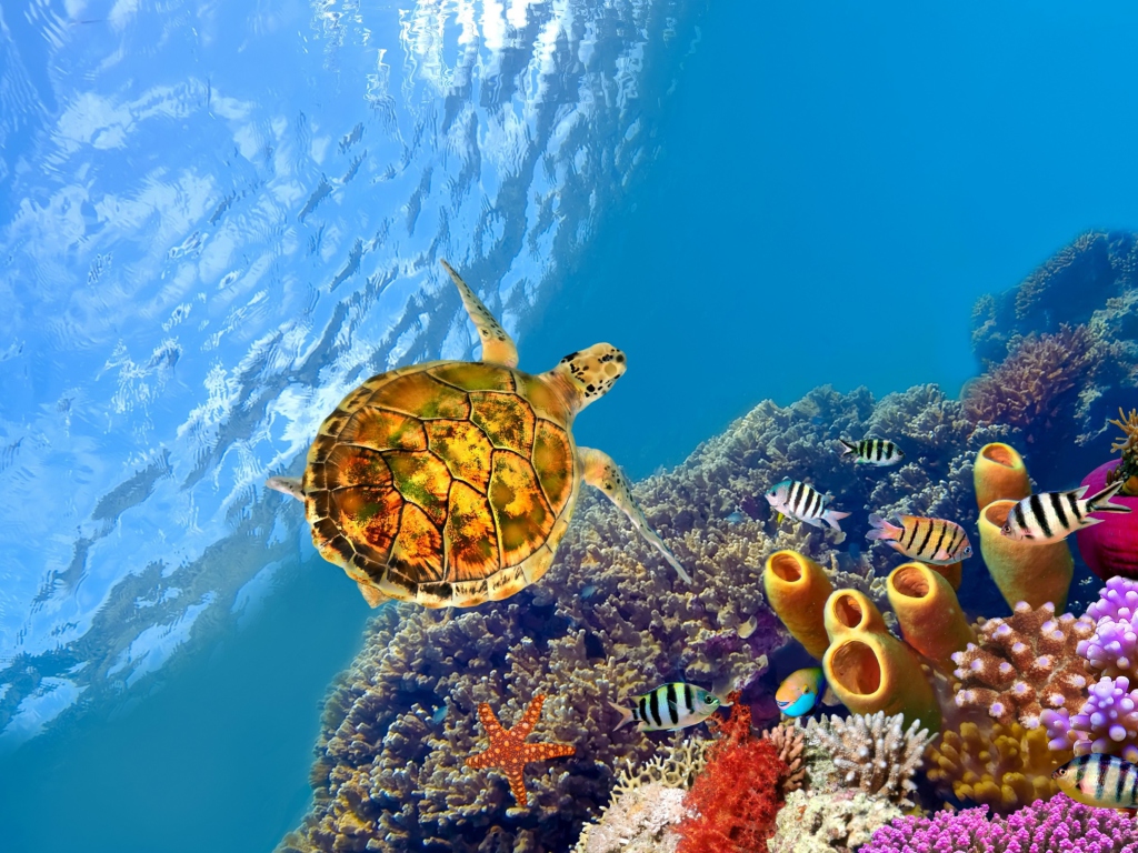 Red Sea Turtle wallpaper 1024x768