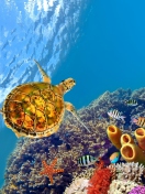 Fondo de pantalla Red Sea Turtle 132x176