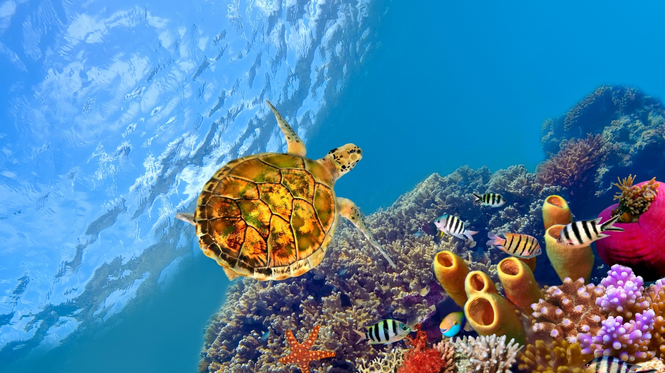 Sfondi Red Sea Turtle 1366x768